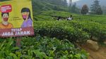 Deretan Foto Kebun Teh Gunung Mas yang Instagrammable