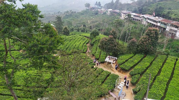 Deretan Foto Kebun Teh Gunung Mas yang Instagrammable