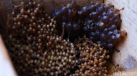 Secara fisik, lebah trigona memiliki ukuran tubuh yang lebih kecil dibandingkan dengan lebah avis dengan hampir seluruh tubunya berwarna hitam.