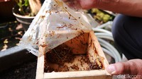 Lebah trigona dapat memberikan manfaat dengan berbagai macam produk yang berkhasiat seperti madu, propolis, dan bee polen trigona. Berbicara khusus terkait madu trigona, secara umum rasa madu dipengaruhi dengan jenis tanaman yang dikonsumsi lebah.