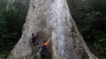 Pohon Terbesar di Kabupaten Agam Berusia 560 Tahun