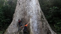 Data dari Pengendali Ekosistem Hutan Balai Konservasi Sumber Daya Alam (BKSDA) Sumatera Barat, pohon medang yang diperkirakan berusia sekitar 560 tahun itu memiliki diameter 4,6 meter, lingkar batang 14 meter, tinggi bebas cabang 34 meter, dan tinggi total 50 meter lebih dan pohon ini merupakan salah satu yang terbesar di Indonesia.