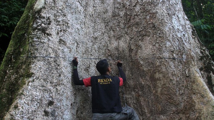 POHON TERBESAR DI KABUPATEN AGAM Petugas Balai Konservasi Sumber Daya Alam (BKSDA) Resor Agam mengukur lingkar pohon medang (litsea sp) yang berada di lahan perkebunan milik warga di hutan rakyat nagari Koto Malintang, Kecamatan Tanjung Raya, Agam, Sumatera Barat, Kamis (20/8/2020). Data dari Pengendali Ekosistem Hutan Balai Konservasi Sumber Daya Alam (BKSDA) Sumatera Barat, pohon medang yang diperkirakan berusia sekitar 560 tahun itu memiliki diameter 4,6 meter, lingkar batang 14 meter, tinggi bebas cabang 34 meter, dan tinggi total 50 meter lebih dan pohon ini merupakan salah satu yang terbesar di Indonesia. ANTARA FOTO/Muhamad Arif Pribadi/Lmo/aww.