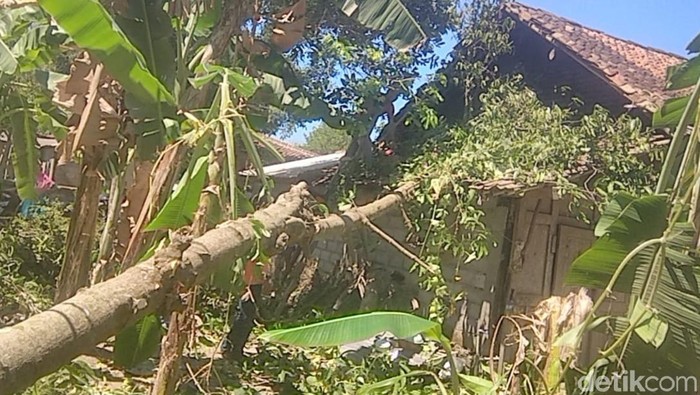 Angin Kencang Tumbangkan Sejumlah Pohon Di Klaten