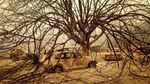 Rumah dan Mobil Ini Hangus dalam Kebakaran Hutan California