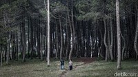 Wisatawan bisa melepas penat dengan melakukan forest healing.