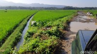Pemandangan sawah yang hijau jadi teman berkendara di Taman Nasional Ujung Kulon. (Bahtiar Rivai/detikcom)