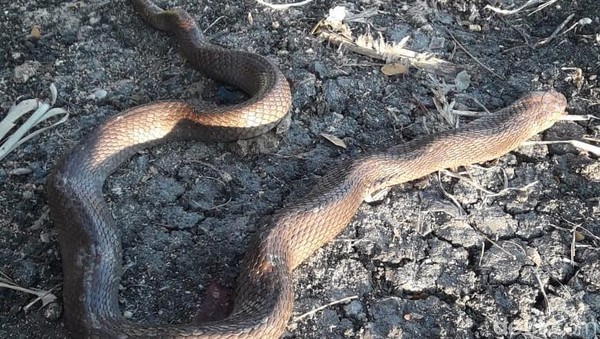 Brickleberry porno multfilm Yalangoch qizlar Kanash