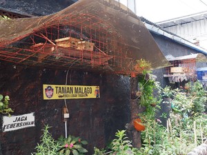 Menengok Aktivitas Budidaya Lebah Trigona di Pusat Kota Bandung
