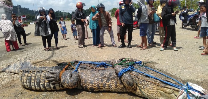Buaya di Mamuju Tengah ditangkap warga (dok. Istimewa).