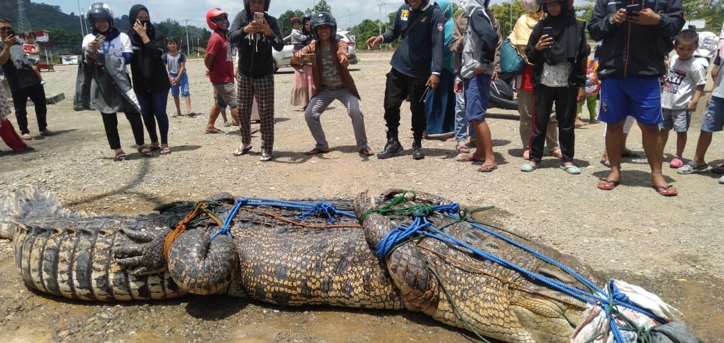 Mangsa Warga Saat Buang Air Buaya 5 Meter Di Mamuju Tengah Ditangkap