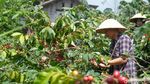 Foto: Naik Jip Menuju Tempat Ngopi Hits di Banjarnegara