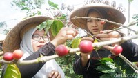 Pemandu wisata The Pikas Adventure Herman Satmoko mengatakan, wisata ngopi on the jeep ini merupakan menyuguhkan wisata ekstrem off road dan menikmati kopi langsung di tempatnya ditanam. Tidak hanya itu, wisatawan juga akan menikmati hingga belajar langsung pengolahan kopi senggani. Mulai dari memetik di kebun kopi hingga mengolahnya sampai konsumsi. (Foto: Uje Hartono/detikcom)