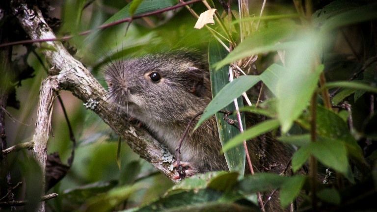 Peternak ular dan tikus gulung tikar
