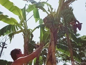 Pohon Pisang Unik di Klaten, Bertandan 4 dan Berjantung 5