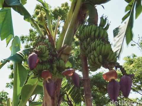 Pisang unik di Klaten, bertandan 4 dan berjantung 5