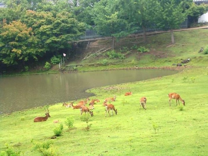 Taman Rusa di Nara