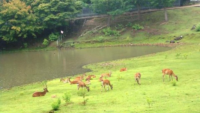 Taman Rusa di Nara