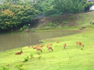 Tak Ada Turis, Rusa di Taman Nara Kehilangan Berat Badan