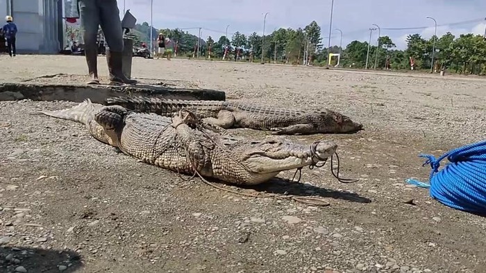 Buaya di Mamuju Tengah Ditangkap Warga dan Pawang