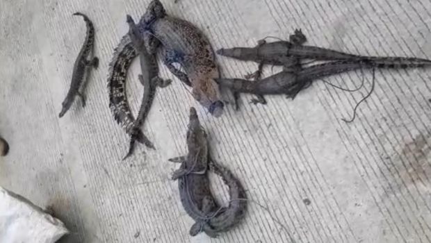 Buaya di Mamuju Tengah Ditangkap Warga dan Pawang