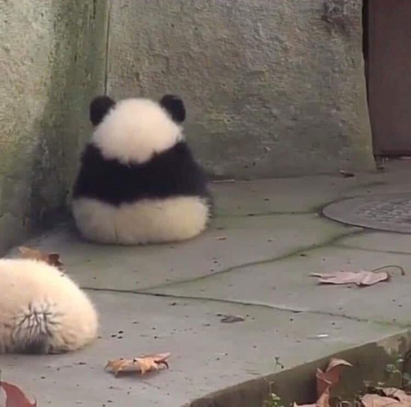 Sepertniya panda ini tidak lagi ingin diganggu. (Bored Panda)