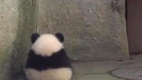 Sepertniya panda ini tidak lagi ingin diganggu. (Bored Panda)