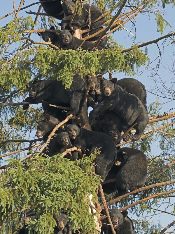 Wah, semoga pohon ini tidak tumbang dipenuhi oleh para beruang ini ya. (Bored Panda)