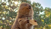 Wajah gembira Quokkas yang selalu menggemaskan. (Bored Panda)