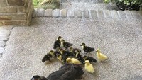 Induk bebek yang membawa 13 ekor anaknya setelah sebelumnya dia dibantu oleh sang pemilik rumah. (Bored Panda)