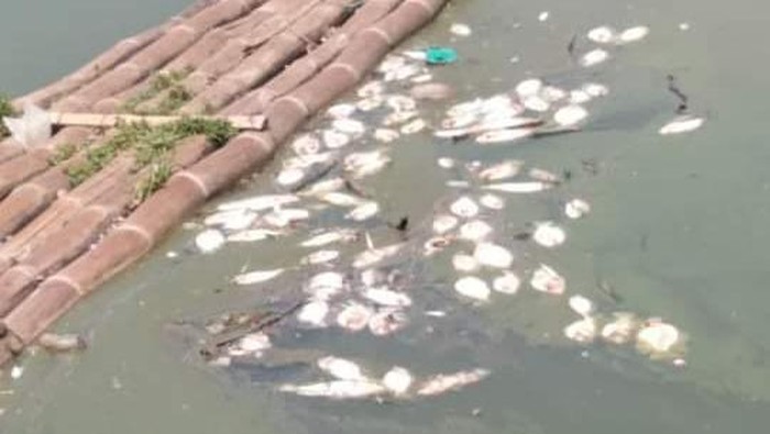 Ikan-ikan di Rawa Jombor, Klaten, mati mendadak.