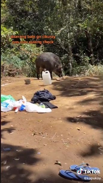 Kemah di Gunung Cikuray, Makanan Pendaki Ini Dicuri Babi Hutan