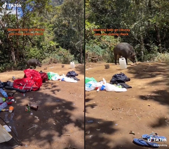 Kemah di Gunung Cikuray, Makanan Pendaki Ini Dicuri Babi Hutan