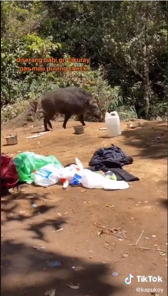 Kemah di Gunung Cikuray, Makanan Pendaki Ini Dicuri Babi Hutan
