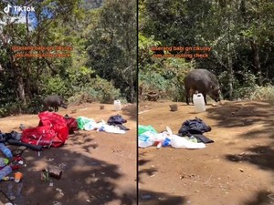 Kemah di Gunung Cikuray, Makanan Pendaki Ini Dicuri Babi Hutan