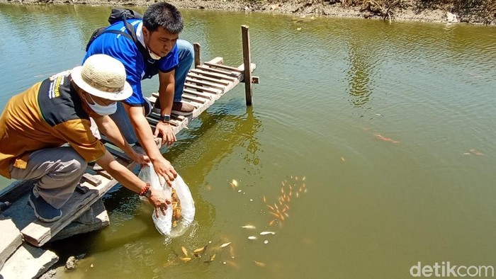 Pemuda Desa Wates, Kecamatan Undaan Kudus bekerja sama dengan Undip memanfaatkan irigasi menjadi kolam ikan, Sabtu (22/8/2020).