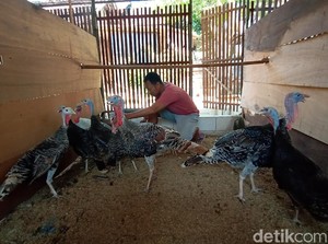 Cerita Peternak Kalkun di Kudus, Omzet Terus Mengalir Meski Pandemi