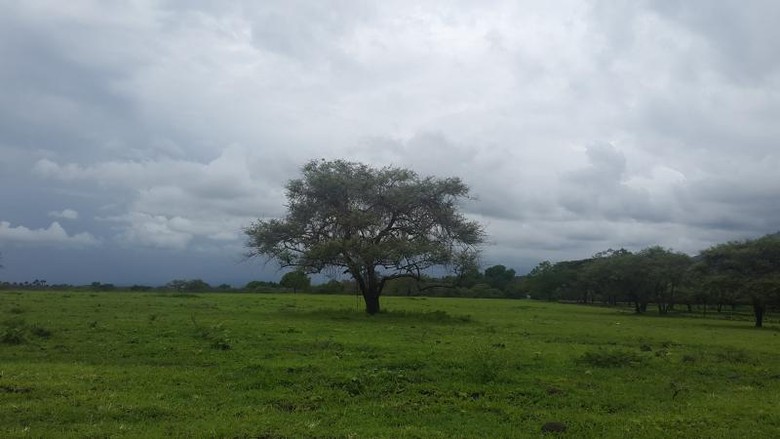 Taman Nasional Baluran Taman nasional di Situbondo.