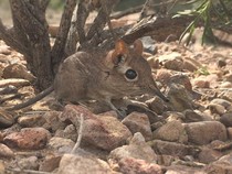 Dari Tapak Kaki Mamalia Mungil, Sinyal Bahaya Lingkungan Terbaca