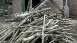 Corona Merajalela, Produksi Arang Tak Goyah
