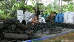 Corona Merajalela, Produksi Arang Tak Goyah