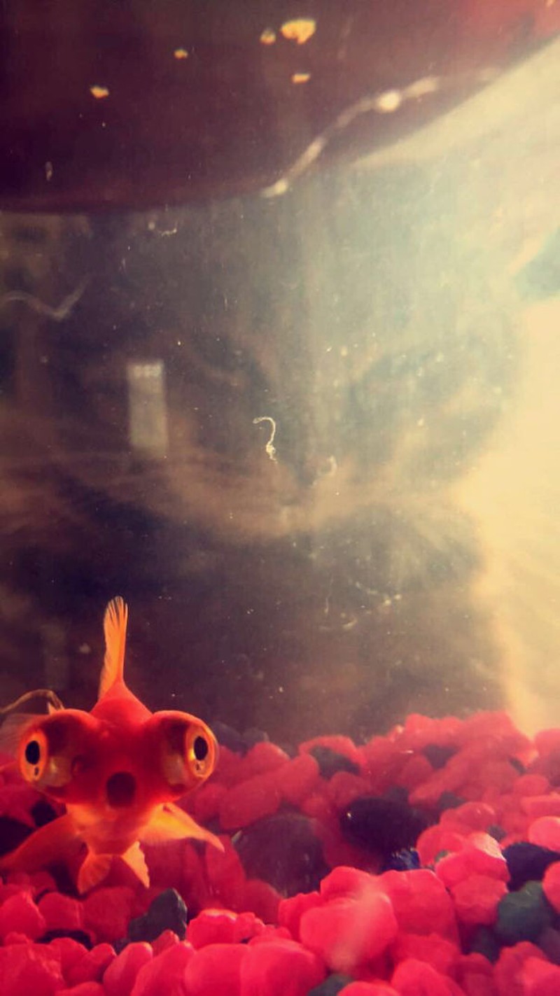 Photo bomb alias objek yang salah bikin fokus ini sukses buat foto keren berubah jadi kocak. Intip kelucuannya di sini.