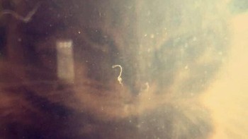 Ketika si kucing nggak mau kalah sama ikan yang ada di dalam akuarium. Foto: ngshay via Bored Panda