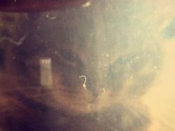 Foto Hewan di Belakang Orang yang Bikin Salah Fokus, Ngakak Abis!