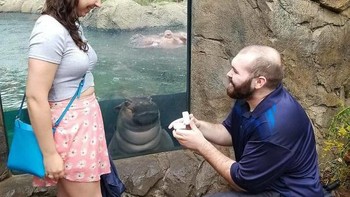 Itu kuda nil kan? Ngapain dia di sana? Eh bentar, itu memang tempatnya dia, ya. Foto: hayley_roll via Bored Panda