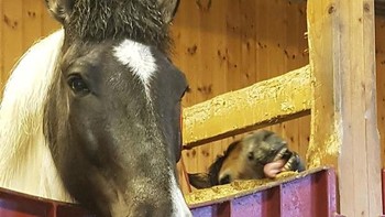 Kuda adalah hewan paling anggun di dunia. Foto: A_fish_called_tiger via Bored Panda