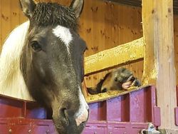 Foto Hewan di Belakang Orang yang Bikin Salah Fokus, Ngakak Abis!