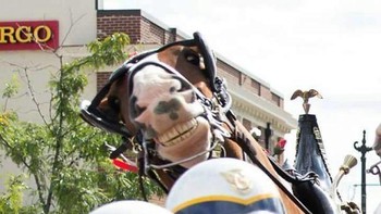 Kudanya lucu banget ya nyengirnya, jadi gemes. Foto: OceanGoingSoul via Bored Panda