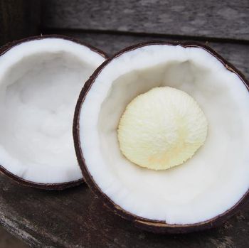 Kentos kelapa
