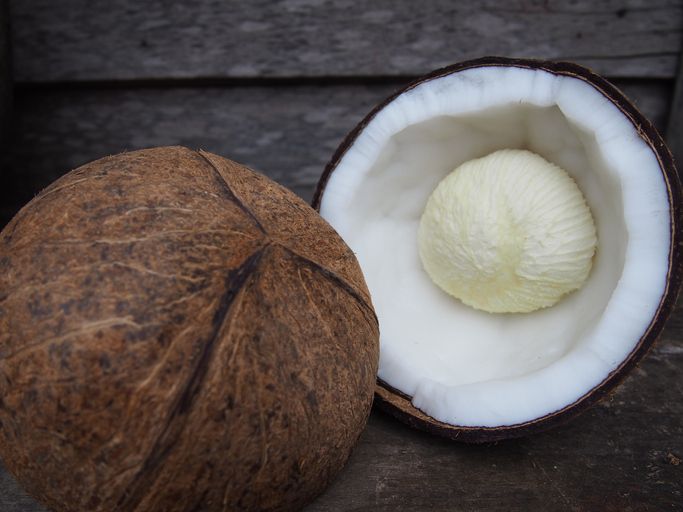 Kentos kelapa
